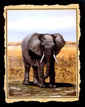 Afrik 2
